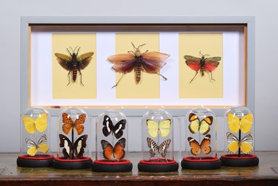 Lot 87 - Entomology: A Collection of Butterfly Domes...