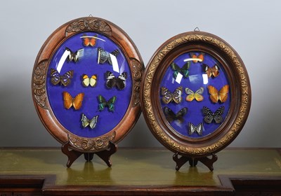 Lot 79 - Entomology: Two Oval Framed Displays of...