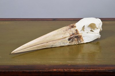 Lot 208 - Skulls/Anatomy: A Maribou Stork Skull...