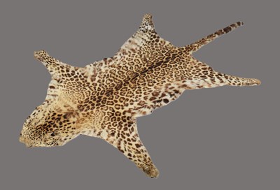 Lot 100 - Skins/Rugs: Indian Leopard Skin Rug (Panthera...
