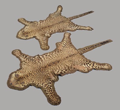 Lot 61 - Skins/Hides: A Pair of Indian Leopard Skin...