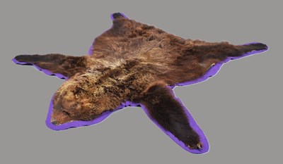 Lot 48 - Skins/Hides: A North American Brown Bear Skin...