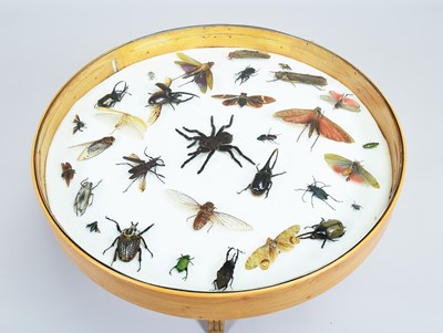 Lot 80 - Entomology/Coleoptera: An Insect Beetle and...