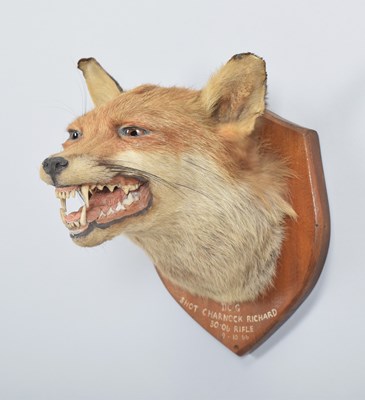 Lot 56 - Taxidermy: European Red Fox Mask (Vulpes...