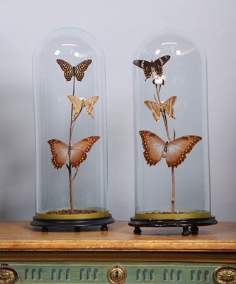Lot 78 - Entomology: Two Domes of Tropical Butterflies...