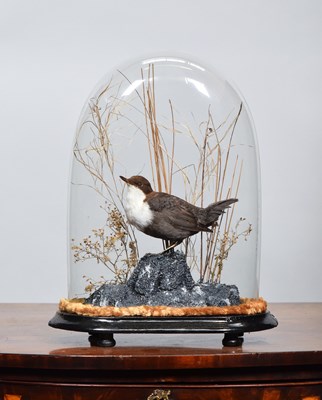 Lot Taxidermy: White-throated Dipper (Cinclus...