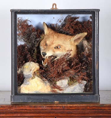 Lot 115 - Taxidermy: A Victorian Cased Red Fox Head...