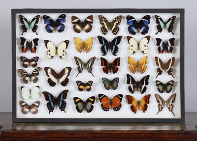 Lot 230 - Entomology: A Single Glazed Display of African...