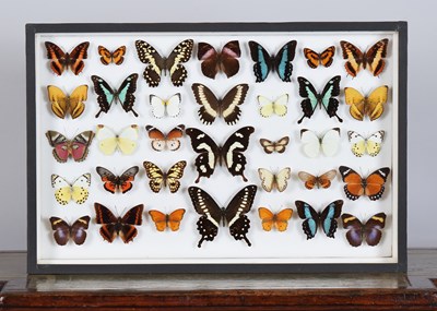 Lot 231 - Entomology: A Single Glazed Display of African...