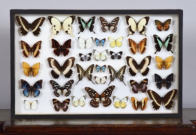 Lot Entomology: A Single Glazed Display of African...