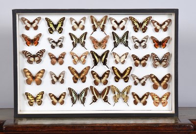 Lot Entomology: A Single Glazed Display of African...