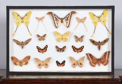 Lot 81 - Entomology: A Single Glazed Display of World...