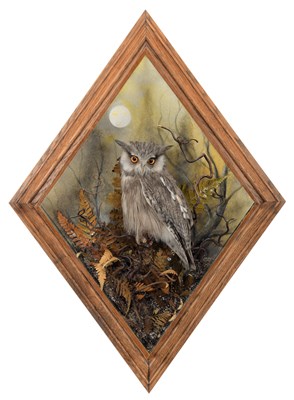 Lot 69 - Taxidermy: A Wall Cased Northern White-faced...