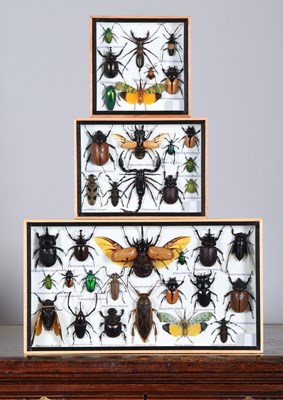 Lot 91 - Entomology: Three Framed Collections of World...