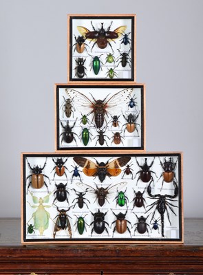 Lot 75 - Entomology: Three Framed Collections of World...