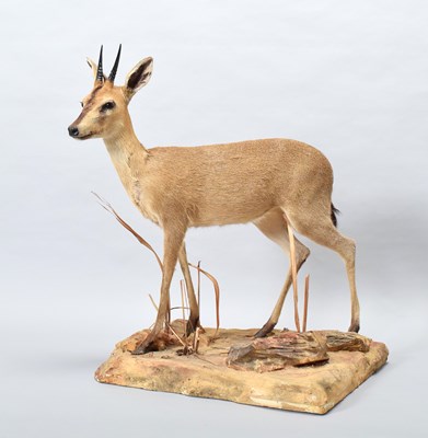 Lot 60 - Taxidermy: Common Duiker (Sylvicapra grimmia),...