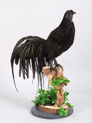 Lot 19 - Taxidermy: Sumatran Gamecock (Gallus gallus...