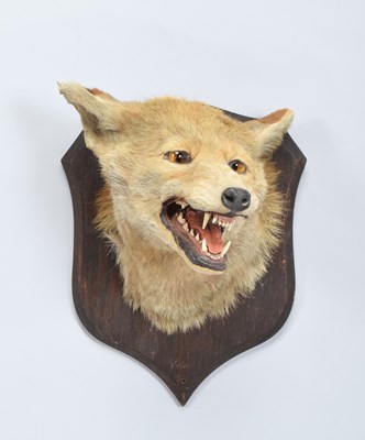 Lot 20 - Taxidermy: Red Fox Mask (Vulpes vulpes), early...