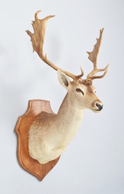 Lot 108 - Taxidermy: European Fallow Deer (Dama dama),...