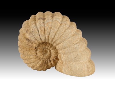Lot 621 - Darren Yeadon (b.1970) Ammonite Signed, Whitby...