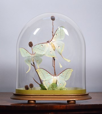 Lot 89 - Entomology: A Group of Lunar Moths (Actias...