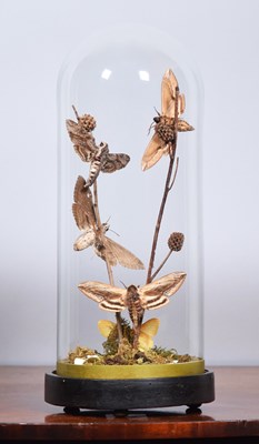 Lot 1141 - Entomology: A Group of Convolus Hawk-Moths...