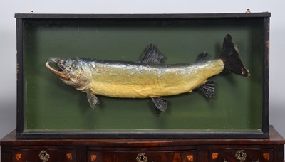 Lot 1275 - Taxidermy: A Cased Atlantic Salmon (Salmo...