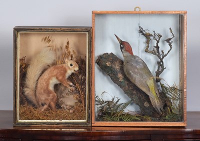 Lot 1253 - Taxidermy: A Cased Red Squirrel and Green...