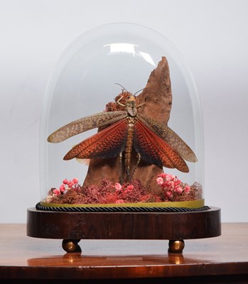 Lot 74 - Entomology: A Late Victorian Preserved Giant...