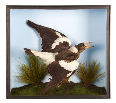 Lot 22 - Taxidermy: A Cased Australian Magpie...