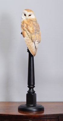 Lot 28 - Taxidermy: European Barn Owl (Tyto alba),...