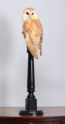 Lot 67 - Taxidermy: European Barn Owl (Tyto alba),...