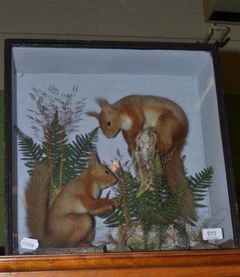 Lot 511 - Two red squirrels, full mounts in glazed case