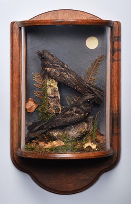 Lot 68 - Taxidermy: A Pair of European Nightjars...