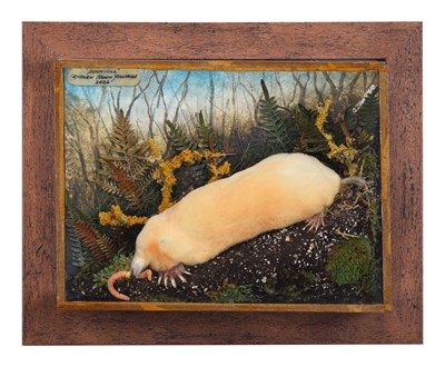 Lot 71 - Taxidermy: A Wall Cased Golden Mole (Talpa...