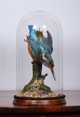 Lot 102 - Taxidermy: European Kingfisher (Alcedo athis),...