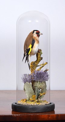 Lot 57 - Taxidermy: European Goldfinch (Carduelis...