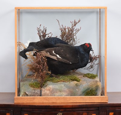 Lot 64 - Taxidermy: A Cased Black Grouse (Tetrao...
