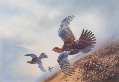 Lot 273 - Peter Allis (b.1944) Grouse in flight across...
