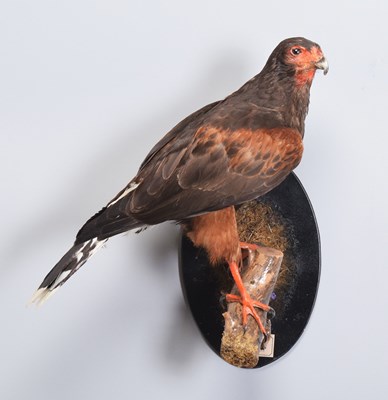 Lot 17 - Taxidermy: Harris Hawk (Parabuteo unicinctus),...