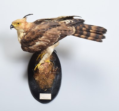 Lot 45 - Taxidermy: Sri Lankan or Changeable Crested...