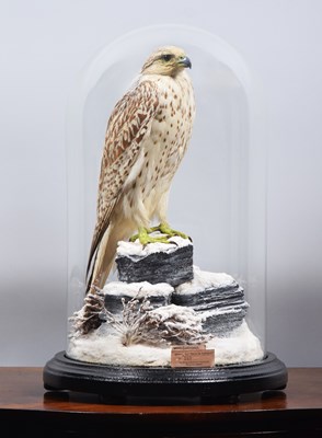 Lot Taxidermy: A Late Victorian Gyrfalcon (Falco...