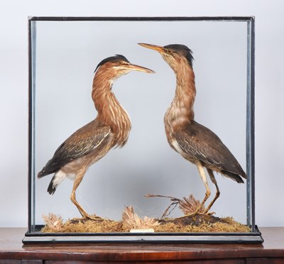 Lot 25 - Taxidermy: A Cased Pair of Striated Green...
