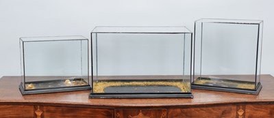 Lot 177 - Natural History: Three Glazed Display Cases,...