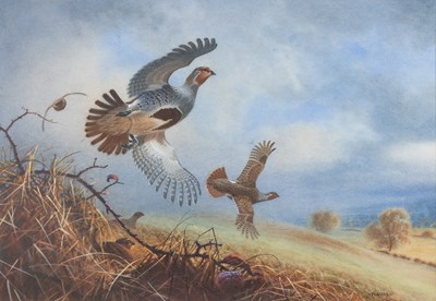 Lot 274 - Peter Allis (b.1944) Partridge breaking from...