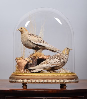 Lot 62 - Taxidermy: A Pair of Late Victorian Pallas's...