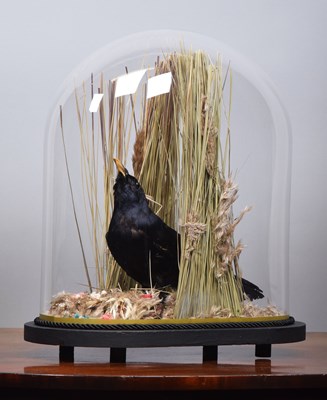 Lot 111 - Taxidermy: A Late Victorian Satin Bowerbird...