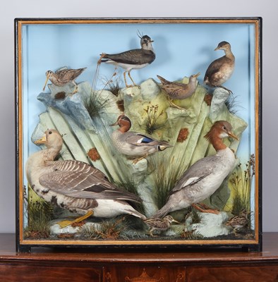 Lot 63 - Taxidermy: A Cased Collection of Wading and...