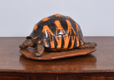 Lot 205 - Taxidermy: A Late Victorian Radiated Tortoise...