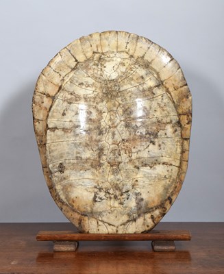 Lot 203 - Natural History: Giant South American River...